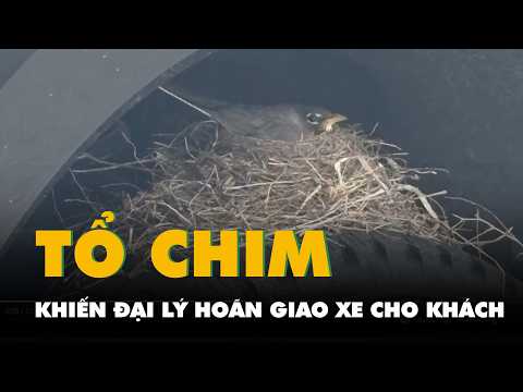 Video cận cảnh tổ chim trong hốc bánh xe khiến đại lý hoãn giao chiếc bán tải cho khách thumbnail