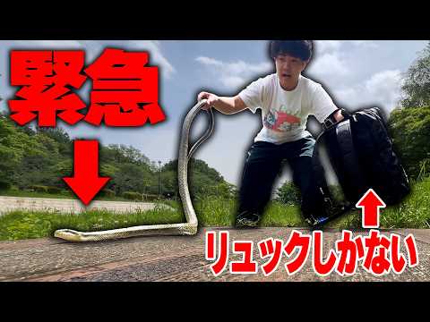 散歩中にヘビを見つけてしまったのでどうにか持って帰りたい！！！！ thumbnail