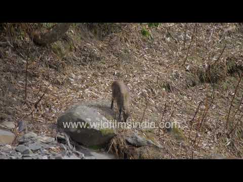Himalayan Tahr standing on a rocky slope amid plastic pollution in Uttarakhand thumbnail
