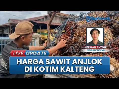 Harga Sawit di Kotim Terus Turun, Bupati Halikinnor Suarakan Keluhan Petani thumbnail