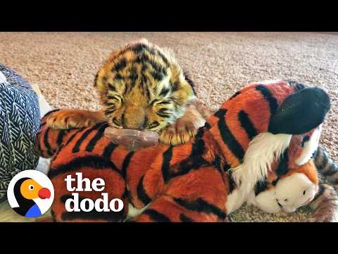 Tiniest Tiger Cub Is Now A Wild, Pouncing Big Cat | The Dodo thumbnail