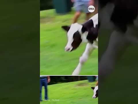 Father and daughter take road trip to save two calves thumbnail