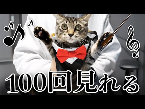 天才すぎるネコの指揮者が可愛すぎて100回見れる thumbnail