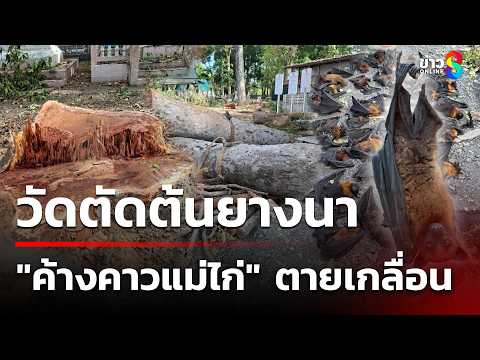 วัดตัดต้นยางนา ค้างคาวแม่ไก่ตายเกลื่อน | 29 พ.ค. 69 | คุยข่าวเช้าช่อง8 thumbnail