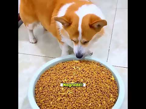 „Pies, który został gwiazdą deskorolki po serii żartów właściciela” 🐶🎈🛹 thumbnail