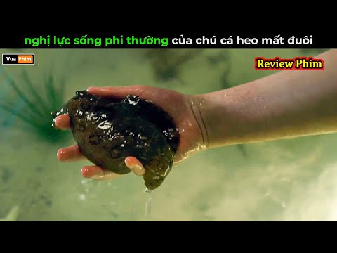 Nghị Lực sống phi thường của cá heo - Review phim cá heo thumbnail