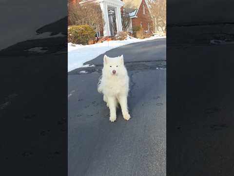 how the friendship between wintah and I began #positivepage #funny #samoyed #puppy thumbnail