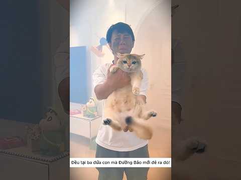 🐱 Bầy Mèo Quậy Phá Bố Làm Cháy Nồi Khét Lẹt 😱 thumbnail