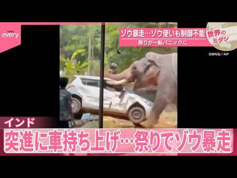 【インド】ゾウ暴走…ゾウ使いも制御不能  祭りが一転パニックに『世界のミダシ』 thumbnail
