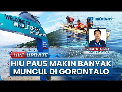 Hiu Paus Jarang Absen di Objek Wisata Botubarani Gorontalo Sepanjang Mei 2026,  Sempat Muncul 7 Ekor thumbnail