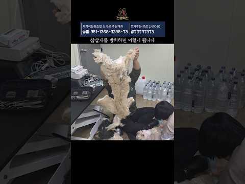 삽살개를 방치하면 벌어지는 충격적인 일 #견생역전_조이아 thumbnail