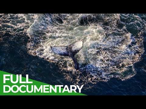 Born in Ice: The Ocean That Feeds Blue Whales | Free Documentary Nature thumbnail