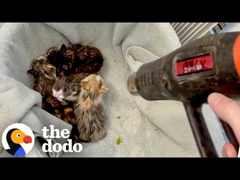 Guy Spends His Day Off Rescuing A Mama Cat's Five Kittens | The Dodo thumbnail