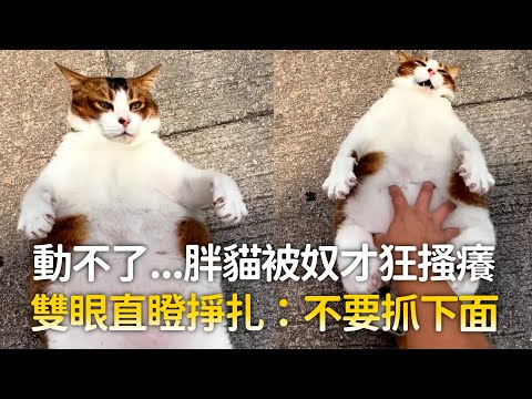 動不了...胖貓被奴才狂騷癢　雙眼直瞪掙扎：不要抓下面 ｜#寵物雲 thumbnail