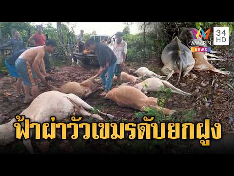 ลืออาเพศ!ฝนตกฟ้าผ่าวัวเขมรตายทั้งฝูง | ข่าวอรุณอมรินทร์ | 30/05/69 thumbnail