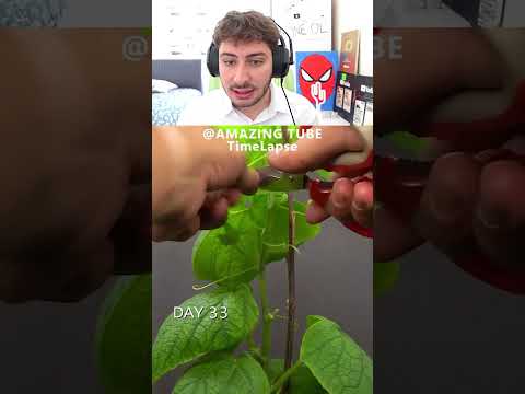 55 Günde SALATALIK OLUŞUR Mu? 🤔🌱🥒 thumbnail