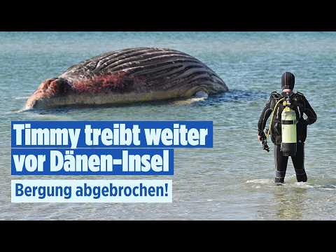 ? WAL TIMMY: Bergungsversuche abgebrochen  – Wird er heute explodieren? | BILD LIVE thumbnail