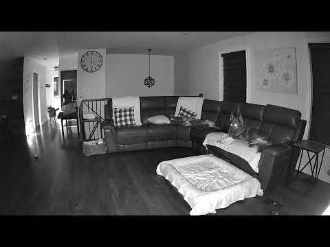 My FIRST night with an 8 week old German Shepherd puppy thumbnail