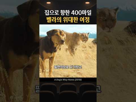 집으로 향한 400마일, 벨라의 위대한 여정 thumbnail