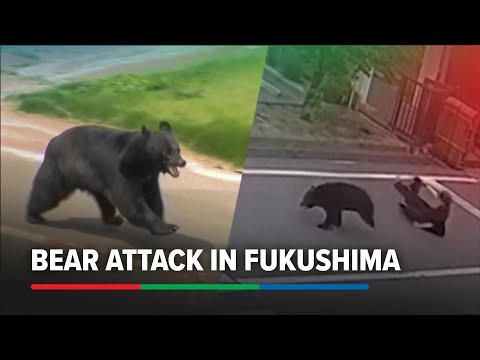 Bear attacks people in Japan's Fukushima, injures 4 | ABS-CBN News thumbnail