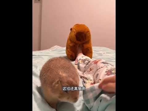 为了防止家被偷，三年它从未睡过好觉，这只土拨鼠太厉害了！ #animals #动物救助 #主人 #寵物友善日常 #pets #搞笑 #感人壹幕  #cute thumbnail