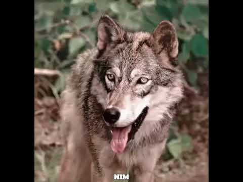 **„Lew i wilk: niezwykła przyjaźń ponad gatunkami”** 🐺🦁 thumbnail