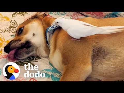 Dog And Bird Act Just Like Real Siblings | The Dodo thumbnail
