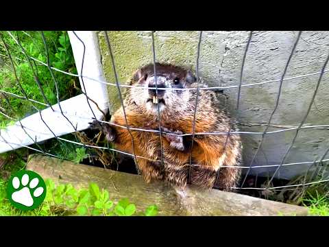 Kind man rescues groundhog stuck in dog pen 👏❤️ thumbnail