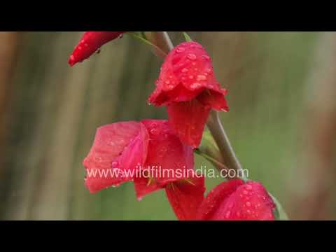 Crimson Sword Lily blossoms reveal stunning colors and sparkling dewdrops thumbnail