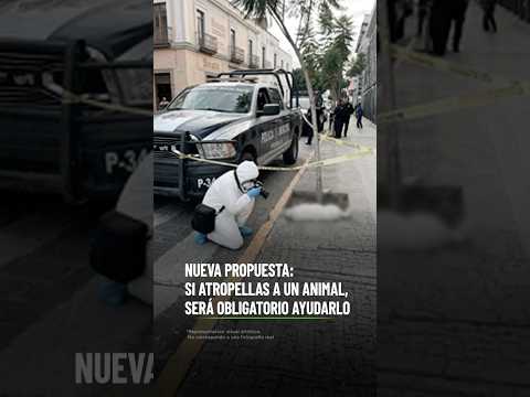 Nueva propuesta: Si atropellas a un animal, será obligatorio ayudarlo thumbnail