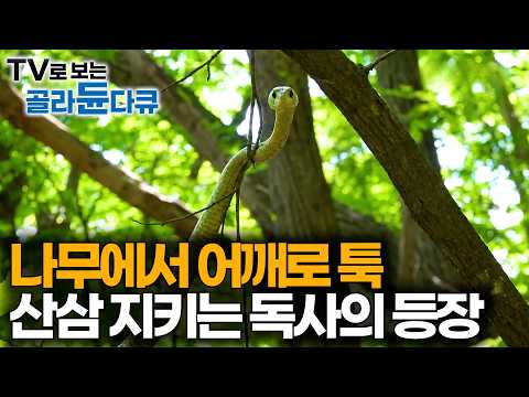 산이 이렇게 위험한 줄 몰랐다. 독사부터 말벌, 불법 올가미까지 산삼 캐러 올라갔더니 벌어진 일｜산 약초꾼｜극한직업｜#골라듄다큐 thumbnail