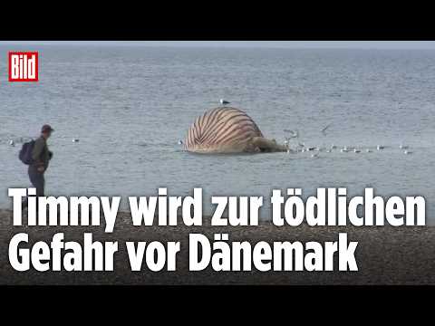 Einsatz gestoppt: Toter Buckelwal Timmy droht vor Dänemark zu explodieren thumbnail