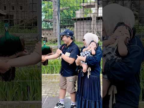 BABY SAYYNA LIHAT BURUNG MERAK JINGGA DARI INDIA WOWWW‼️?? thumbnail