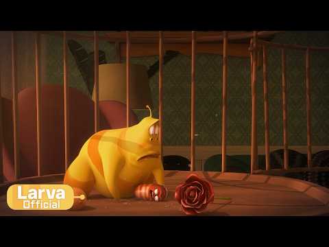 Chicken | Animation Compilation | Larva Tuba | Official thumbnail