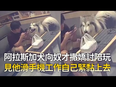 阿拉斯加犬向奴才撒嬌討陪玩　見他滑手機工作自己緊黏上去 ｜#寵物雲 thumbnail