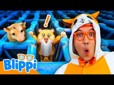 Blippi Races Through a Giant Hamster Maze Challenge! 🐹 thumbnail