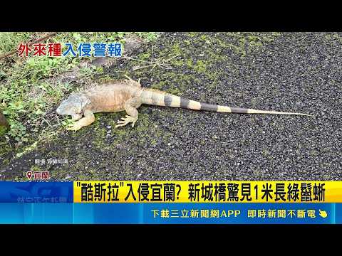 "酷斯拉"入侵宜蘭? 新城橋驚見1米長綠鬣蜥 綠鬣蜥驚傳現蹤宜蘭 民眾直擊崩潰:淪陷了嗎 綠鬣蜥現蹤"憂氾濫" 宜蘭縣府將每日巡查｜三立新聞網 SETN.com thumbnail