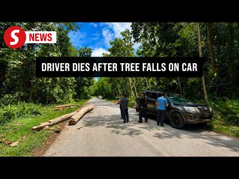 Man dies after tree falls on car in interior Sabah thumbnail