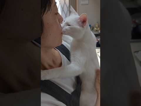 今のシロ。　 #保護猫 #猫  #猫のいる暮らし thumbnail