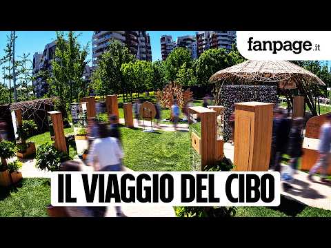 Ogni piatto ha una storia: il progetto ReNest – Dalle radici al futuro. Un viaggio dentro al cibo, p thumbnail
