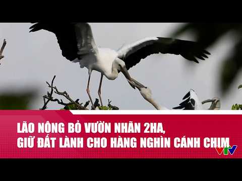 Lão nông bỏ vườn nhãn 2 ha, giữ đất lành cho hàng nghìn cánh chim | VTV24 thumbnail