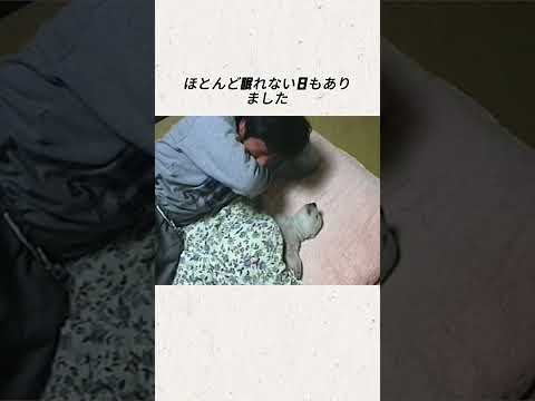 日本で最も心温まる記録映像、クマと人間の25年#事件 thumbnail