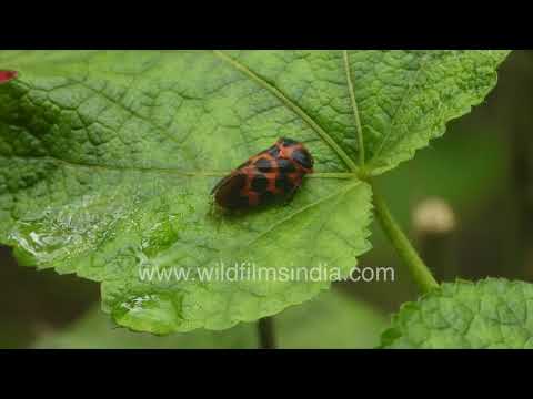 Colourful Froghopper insect resting on a leaf in Jabbarkhet thumbnail
