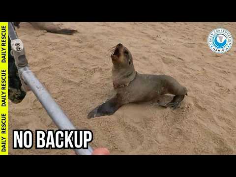 The Ultimate Test: Freeing A Severely Wound Seal Alone thumbnail