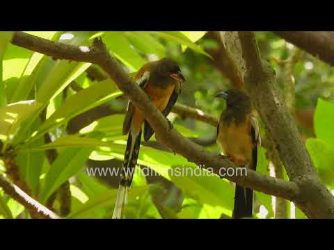 Rufous Treepies calling in Wilderness Orchard thumbnail