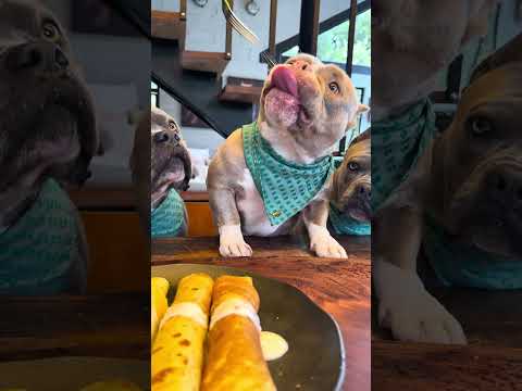 Panqueca de Aveia recheada com Carne 🐾🐾 thumbnail