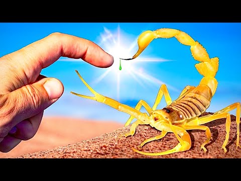 Deadliest Scorpion STING on Earth! (Arabian Deathstalker)  thumbnail