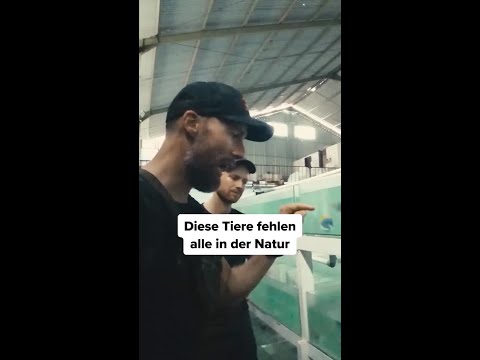 Vom Ozean ins Aquarium thumbnail