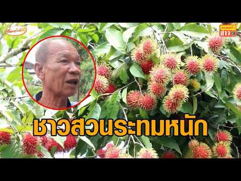 สุดเดือดร้อน ชาวสวนช้ำราคา 'เงาะ' ตกต่ำ ซ้ำคนรับเหมายอมทิ้งมัดจำ ซื้อไปก็ขาดทุน thumbnail