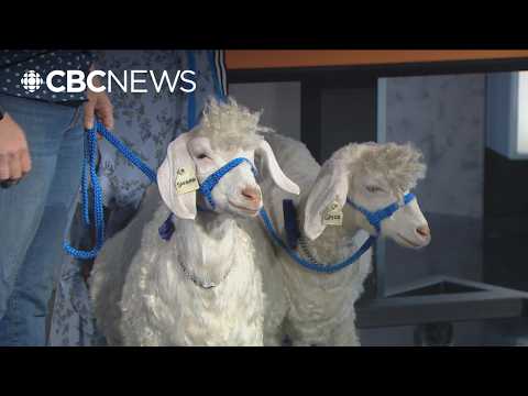 Meet the goat ambassadors of the Royal Agricultural Winter Fair thumbnail